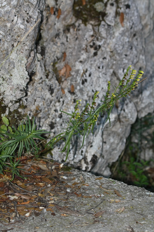Grecia - Odontites sp.